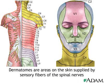 Adult dermatome Adult dermatome