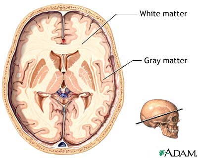 Gray and white matter of the brain Gray and white matter of the brain