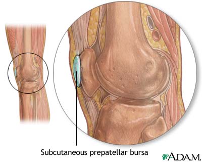 Bursa of the knee Bursa of the knee