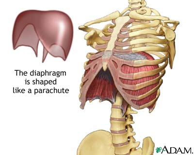 Diaphragm Diaphragm