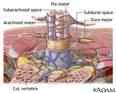 Meninges of the spine Meninges of the spine