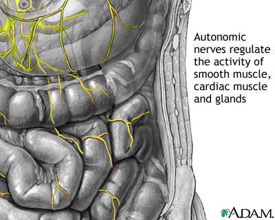Autonomic Nerves Autonomic Nerves