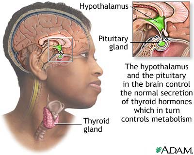 Brain-thyroid link Brain-thyroid link