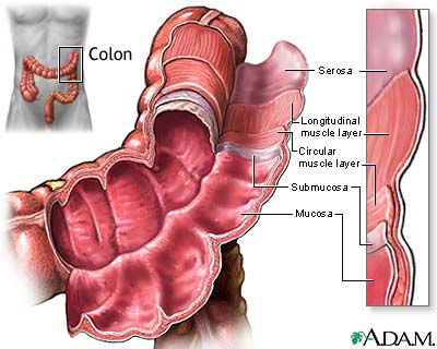 Structure of the colon Structure of the colon