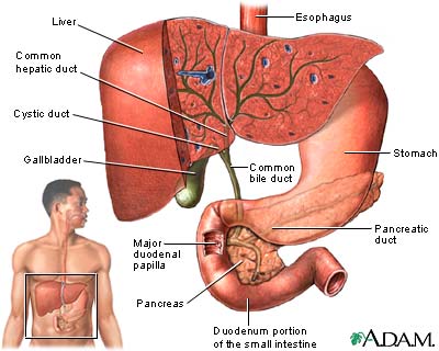 Gallbladder Gallbladder