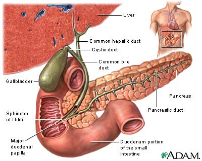 Gallbladder Gallbladder
