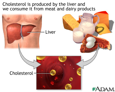 Cholesterol producers Cholesterol producers
