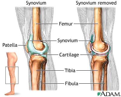 Knee joint Knee joint