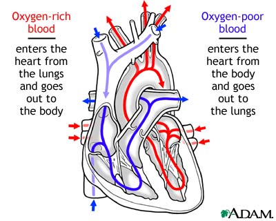 Circulation of blood through the heart Circulation of blood through the heart
