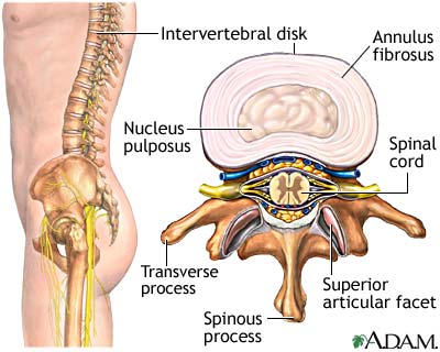 Intervertebral disk Intervertebral disk