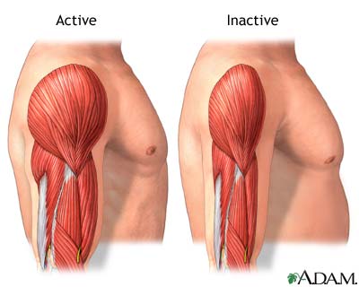 Active vs. inactive muscle Active vs. inactive muscle