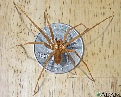 Brown recluse spider Brown recluse spider