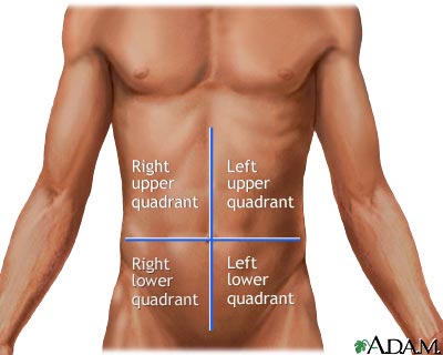 Abdominal quadrants Abdominal quadrants