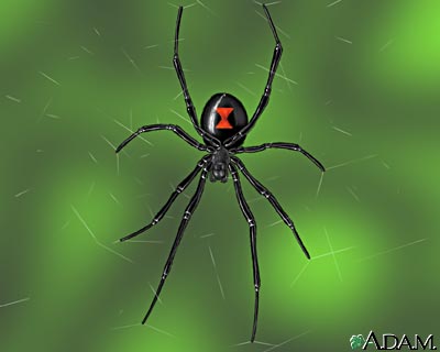 Black widow spider Black widow spider