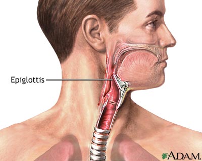 Epiglottis Epiglottis