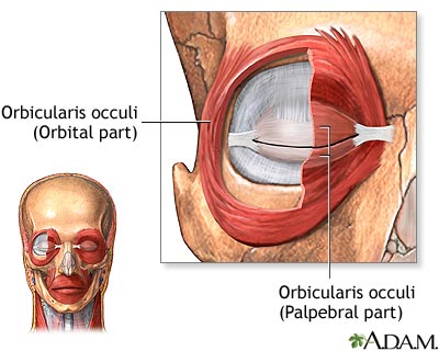 Eye muscles Eye muscles