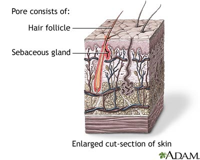 Hair follicle sebaceous gland Hair follicle sebaceous gland