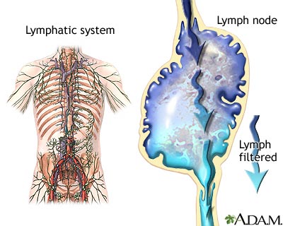 Lymphatic system Lymphatic system