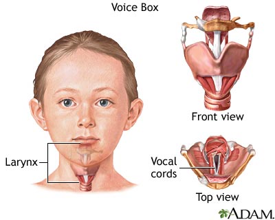 Voice box Voice box