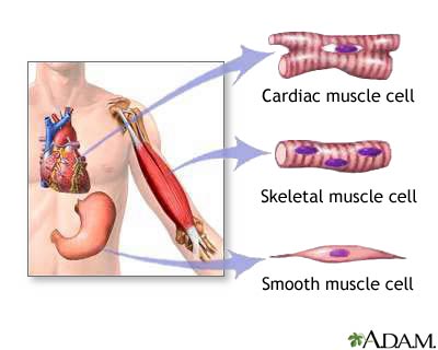 Types of muscle tissue