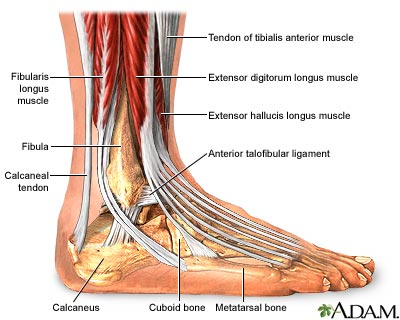Ankle anatomy Ankle anatomy