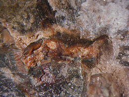 Ye'elimite, Hydroxylellestadite, Anhydrite - Ronneburg, Thuringia.jpg