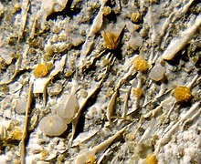 Cafetite, Lizardite, Calcite-529437.jpg