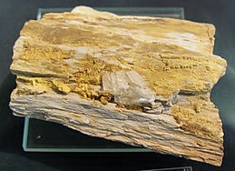 Carnotit auf fossilisiertem Holz - St-George, Utah.jpg