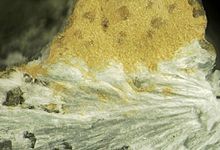 Makatite, Zakharovite-449520.jpg