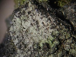 Periclase - Ronneburg, Thuringia1.jpg