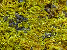 Makro Phosphuranylite.jpg