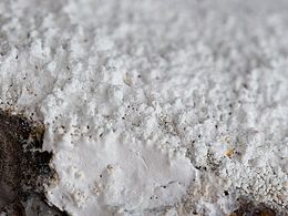 Huntita de Montcada.jpg