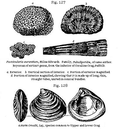Fig. 127: Fascicularia aurantium, from the inferior or Coralline Crag, Suffolk. Fig. 128: Astarte Omalii, species common to Upper and Lower Crag.